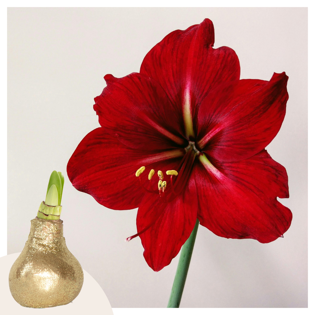 Hippeastrum 'Glitter Gold' - Amaryllis