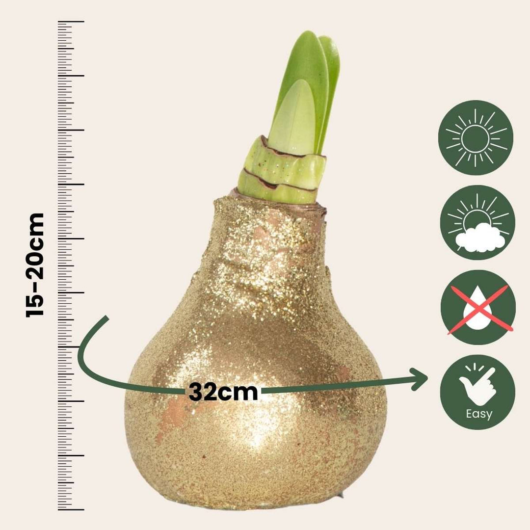 Hippeastrum 'Glitter Gold' - Amaryllis