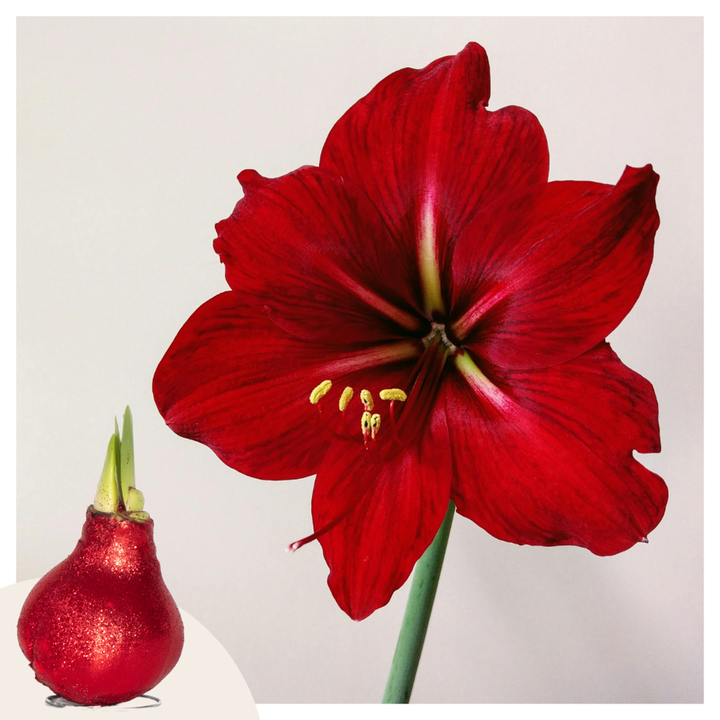 Hippeastrum 'Glitter Red' - Amaryllis