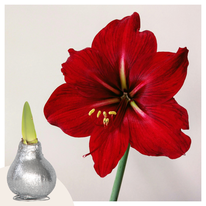 Hippeastrum 'Glitter Silver'  - Amaryllis