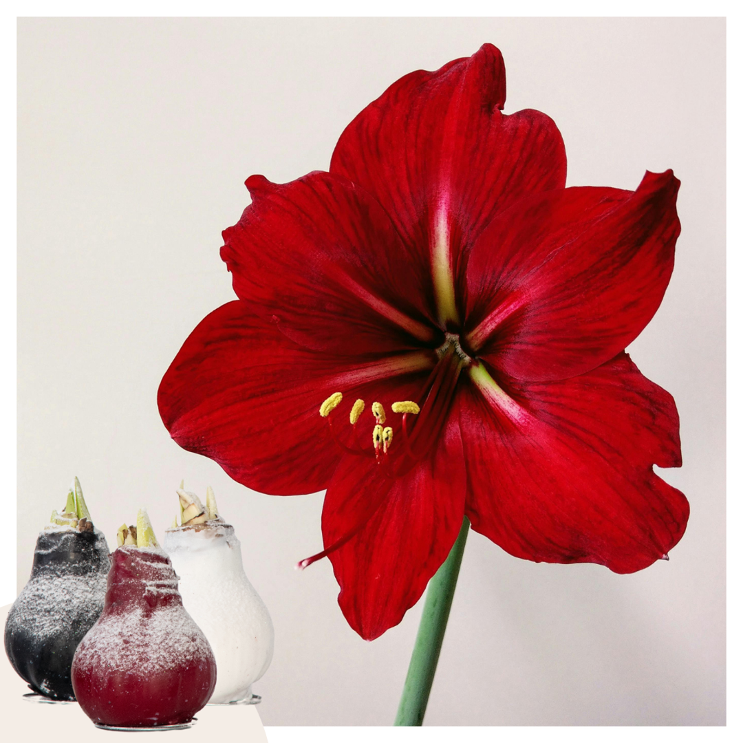 Hippeastrum 'Wax Snow Mix' - Amaryllis