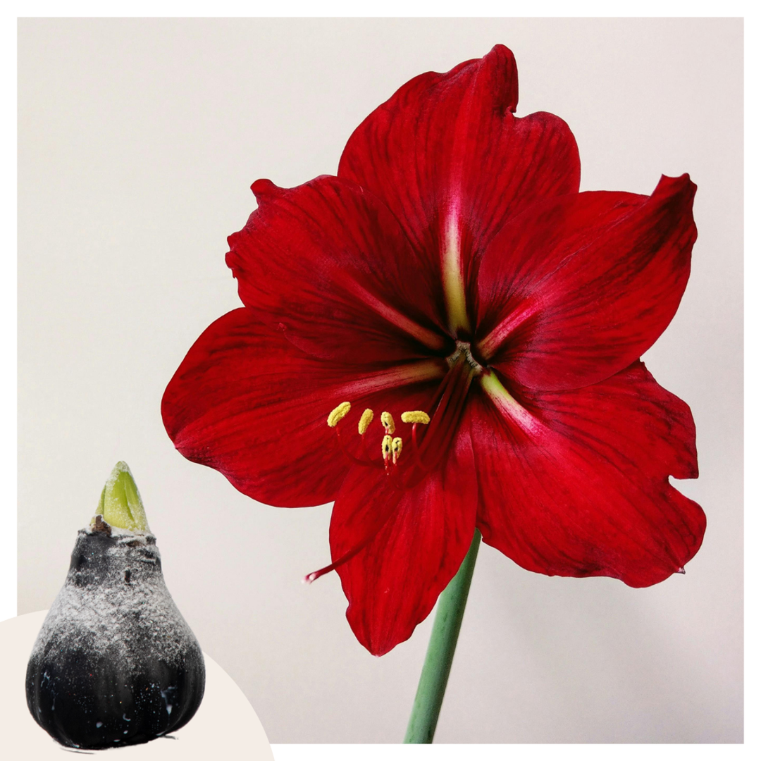 hippeastrum 'Wax Snow Black' - Amaryllis