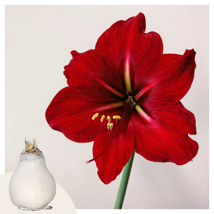 Hippeastrum 'Wax Snow White' - Amaryllis