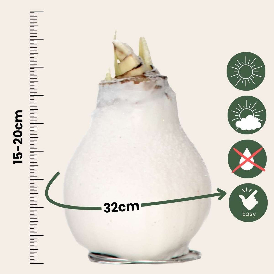 Hippeastrum 'Wax Snow White' - Amaryllis