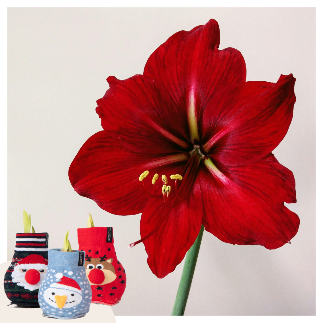 Hippeastrum 'Xmas Sweater Mix' - Amaryllis