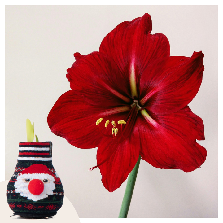 Hippeastrum 'Santa Sweater' - Amaryllis