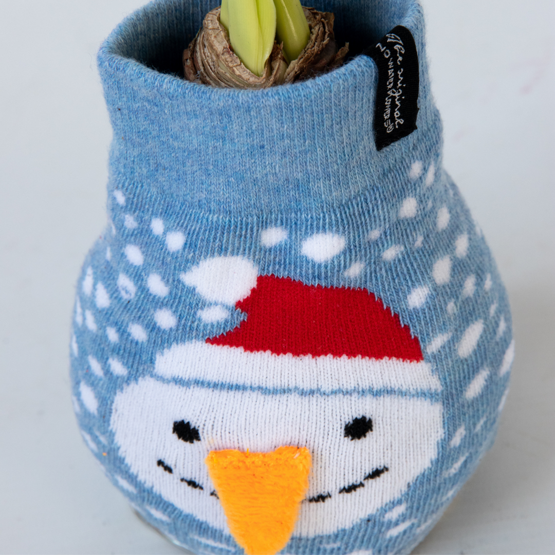 Hippeastrum 'Snowman Sweater' - Amaryllis