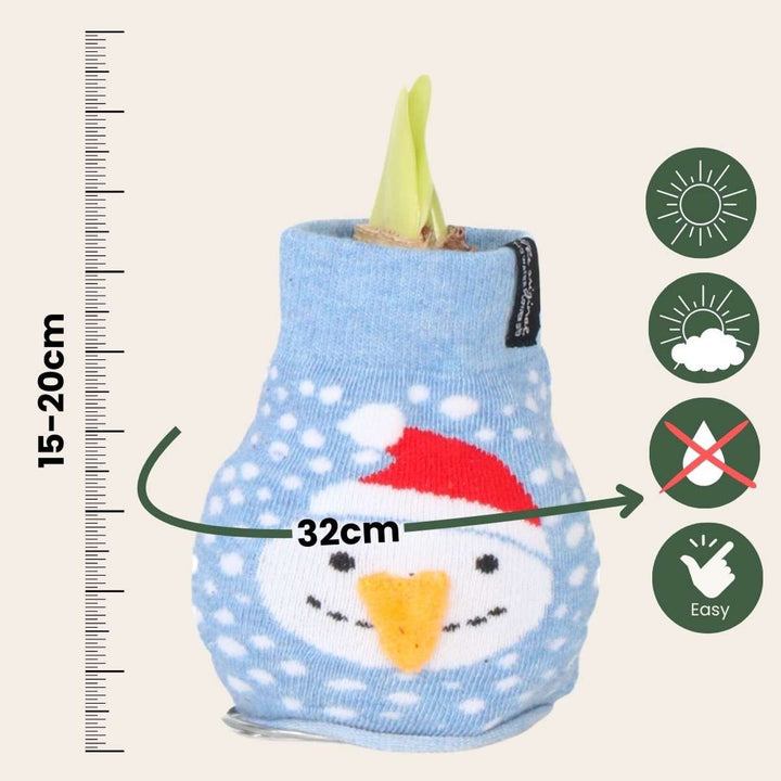 Hippeastrum 'Snowman Sweater' - Amaryllis