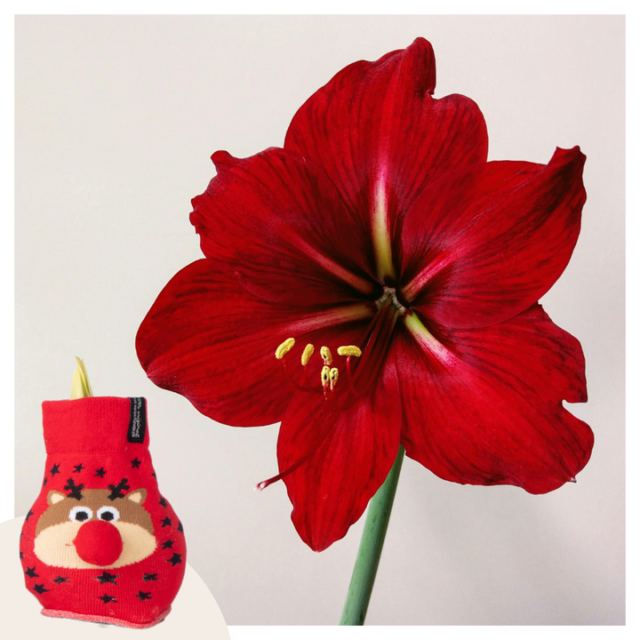 Hippeastrum 'Reindeer Sweater' - Amaryllis