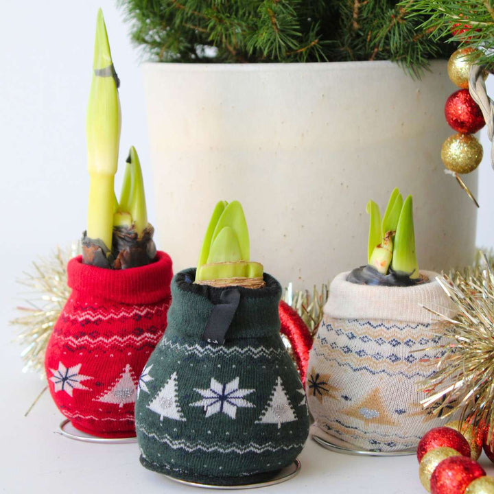 Hippeastrum 'Christmas Sweater' - Amaryllis