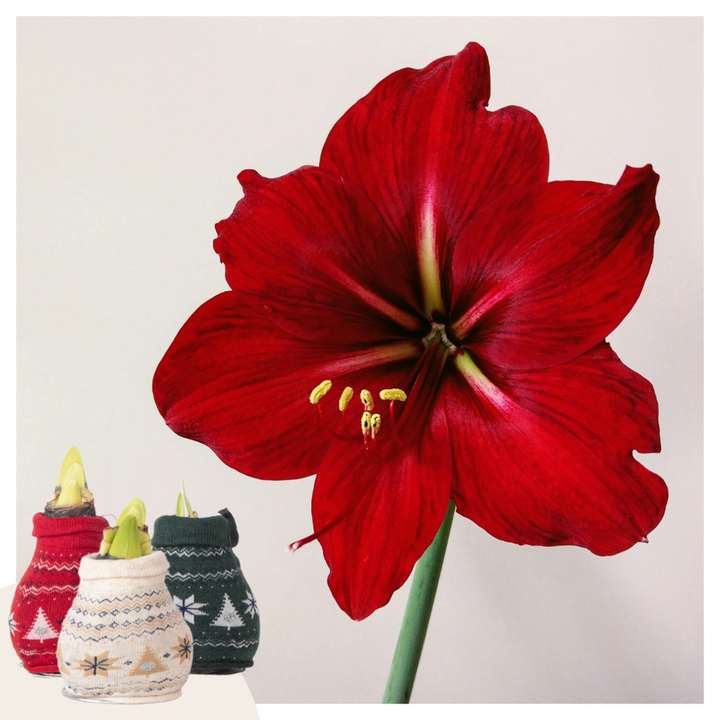 Hippeastrum 'Christmas Sweater' - Amaryllis