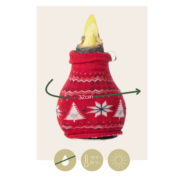 Hippeastrum 'Christmas Sweater' - Amaryllis