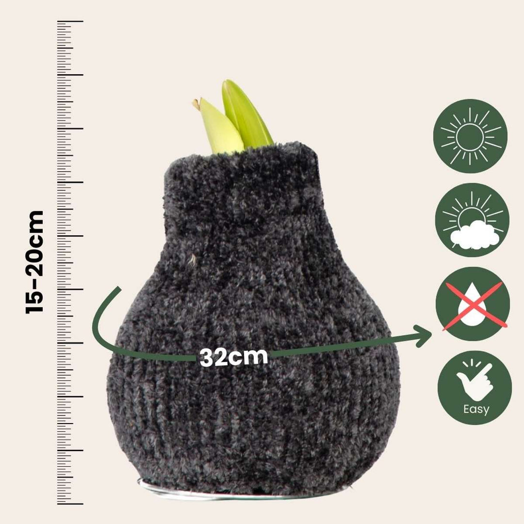 Hippeastrum 'Cozy Teddy Gray' - Amaryllis