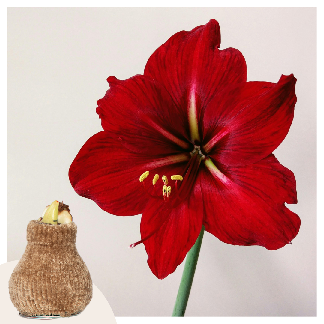 Hippeastrum 'Cozy Teddy Gold' - Amaryllis