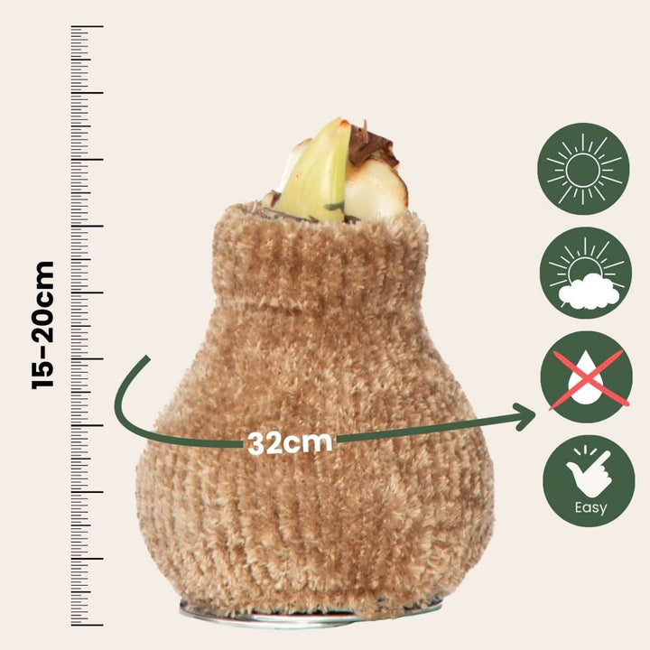 Hippeastrum 'Cozy Teddy Gold' - Amaryllis