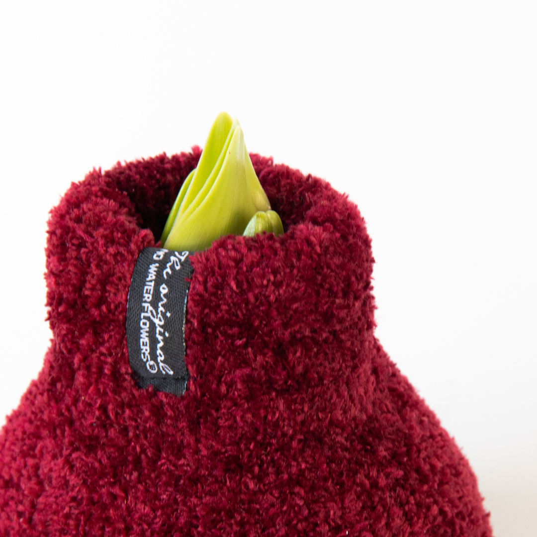 Hippeastrum 'Cozy Teddy Red' - Amaryllis