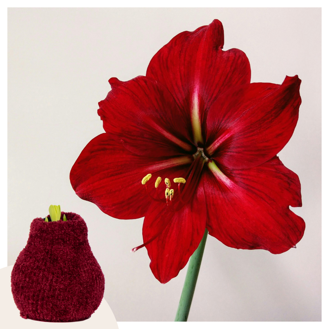 Hippeastrum 'Cozy Teddy Red' - Amaryllis