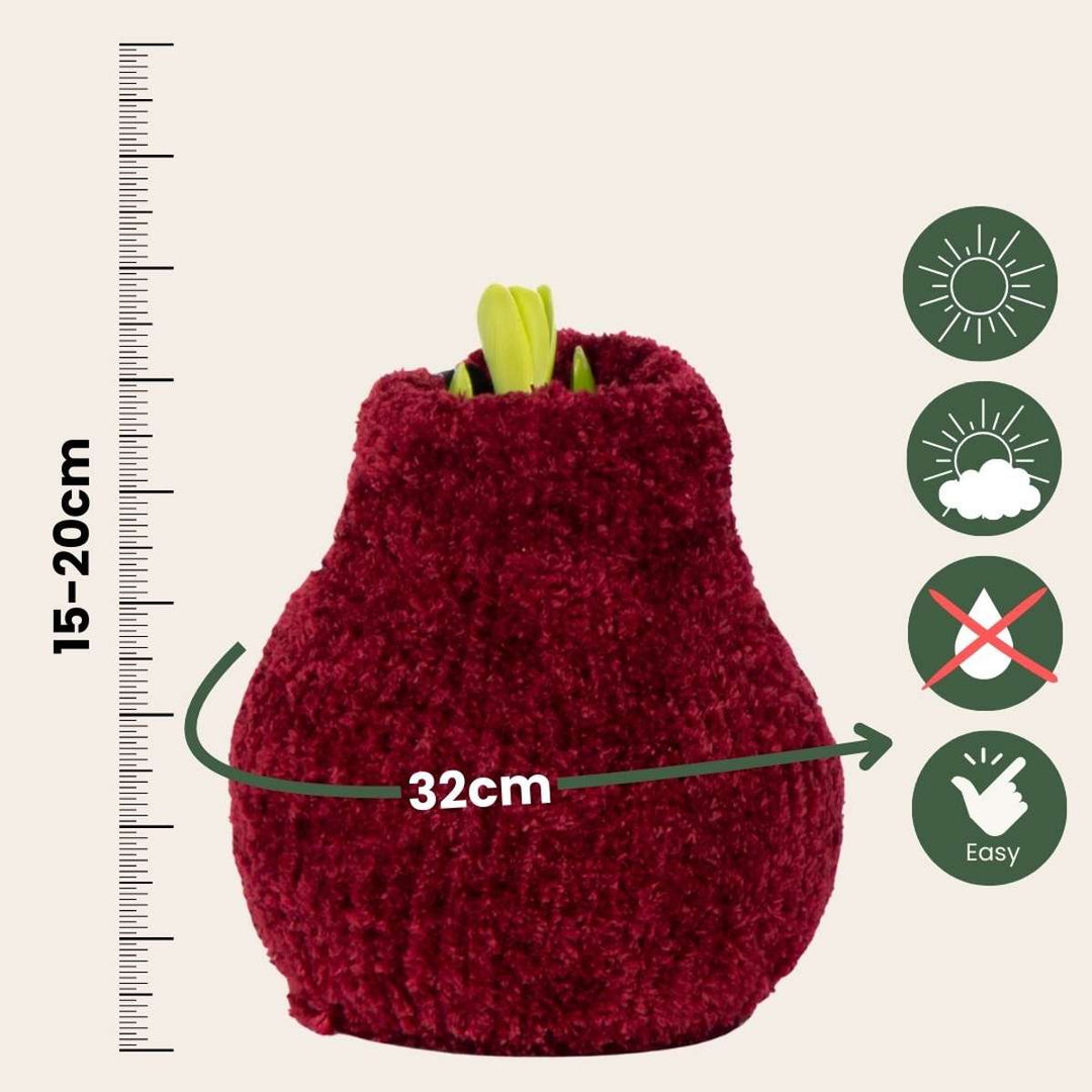 Hippeastrum 'Cozy Teddy Red' - Amaryllis