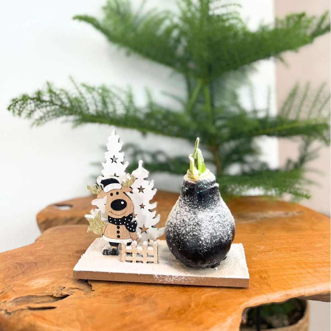 Hippeastrum 'Winter Wonderland Reindeer' - Amaryllis