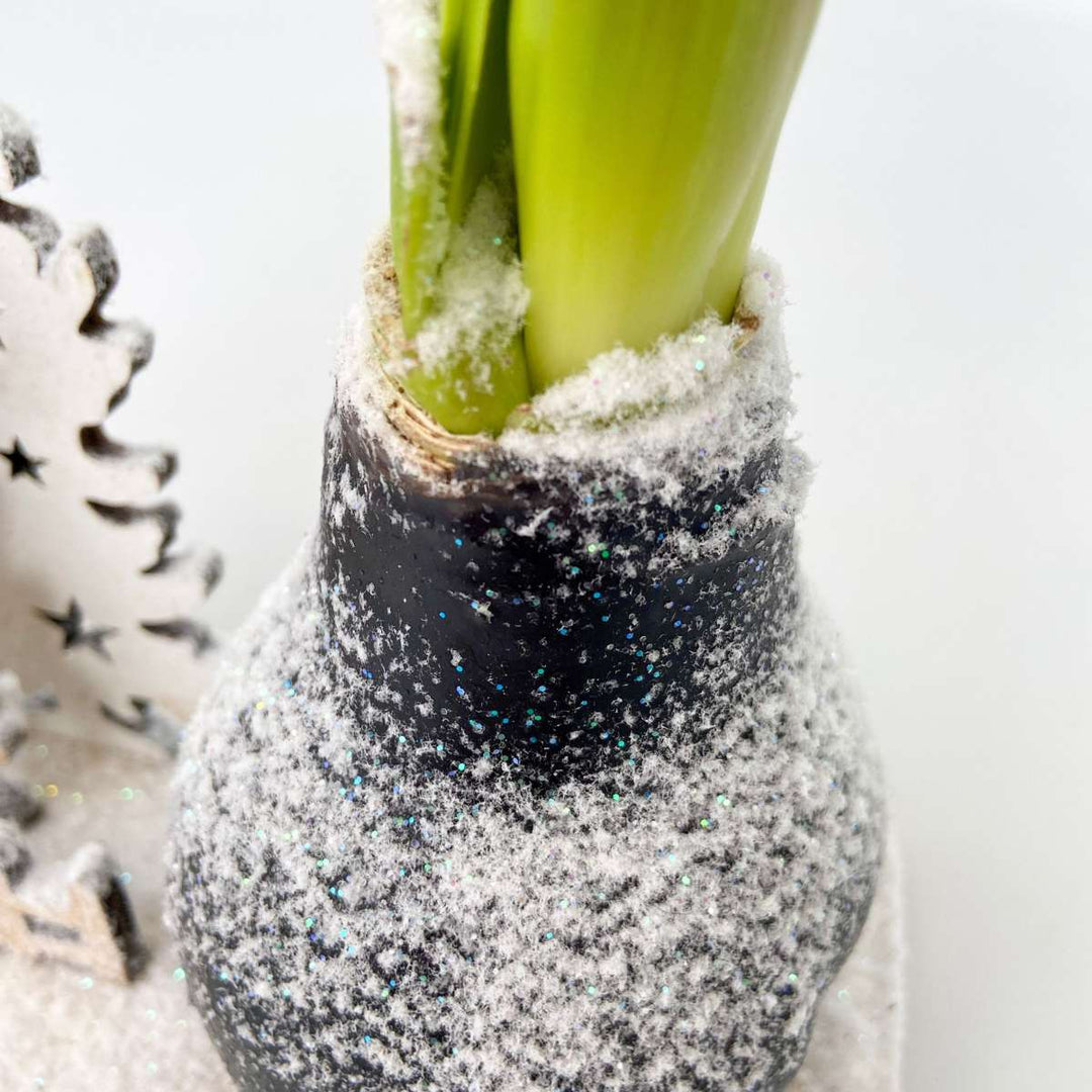 Hippeastrum 'Winter Wonderland Reindeer' - Amaryllis