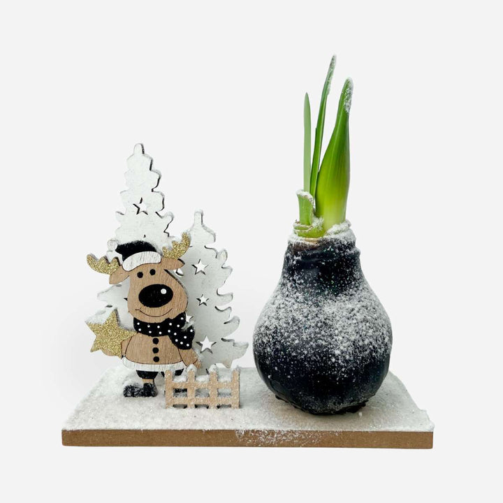 Hippeastrum 'Winter Wonderland Reindeer' - Amaryllis