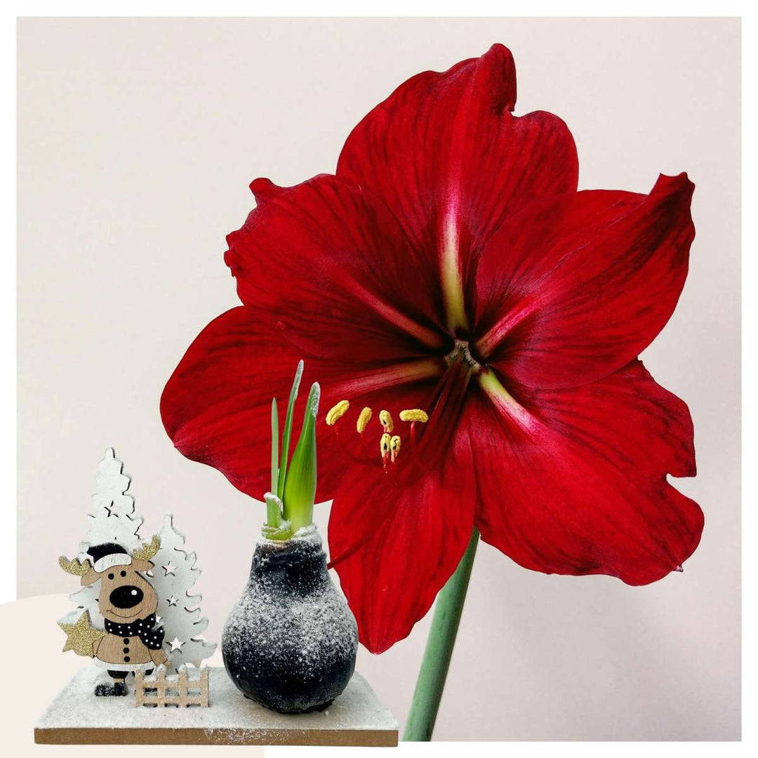Hippeastrum 'Winter Wonderland Reindeer' - Amaryllis