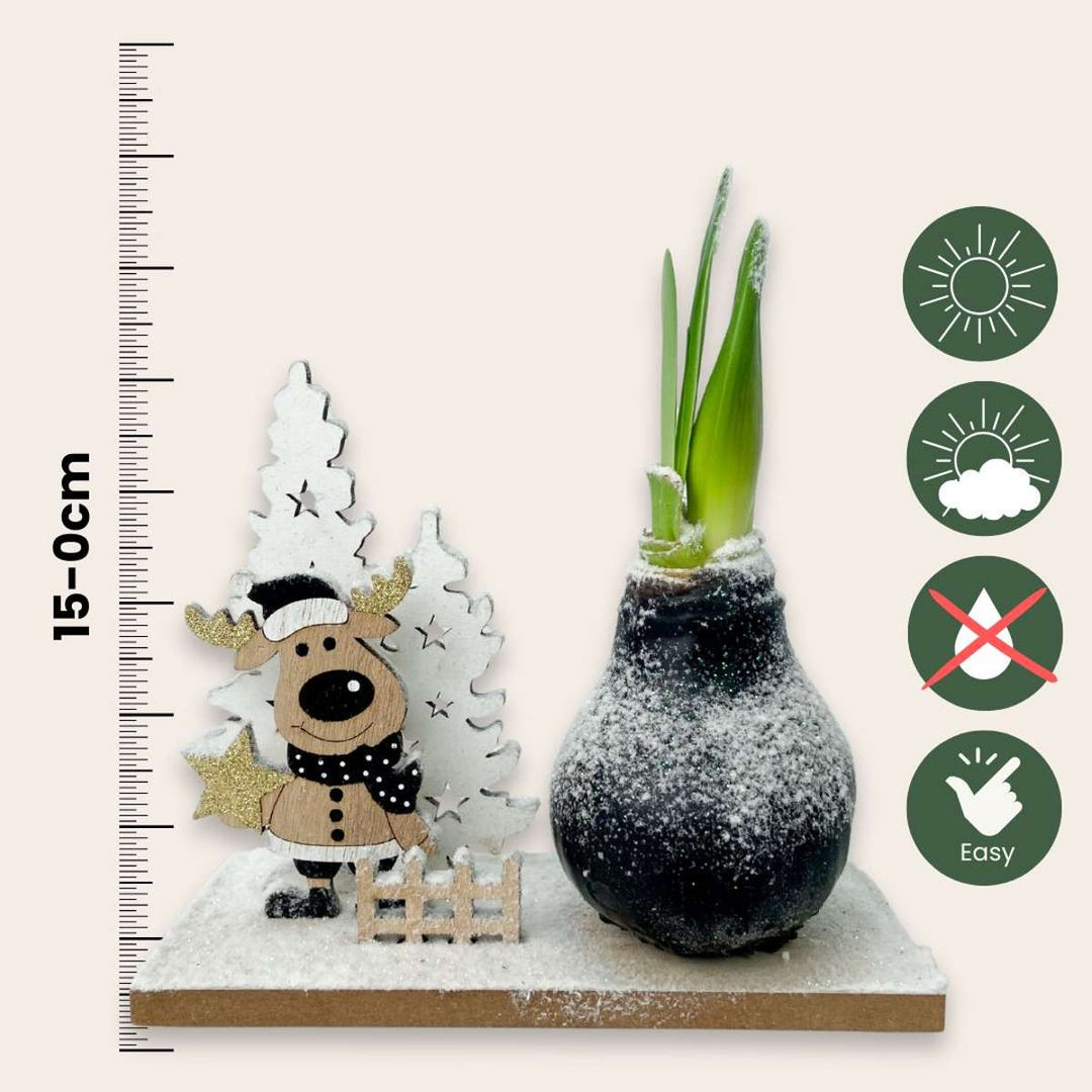 Hippeastrum 'Winter Wonderland Reindeer' - Amaryllis