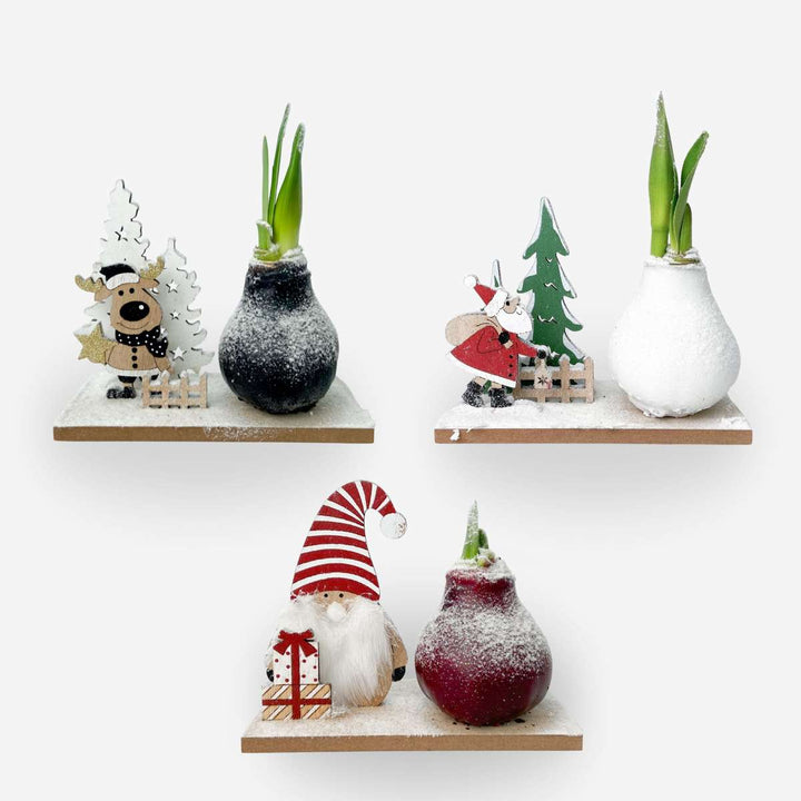 Hippeastrum 'Winter Wonderland' - Amaryllis - mešanica 3 cvetov