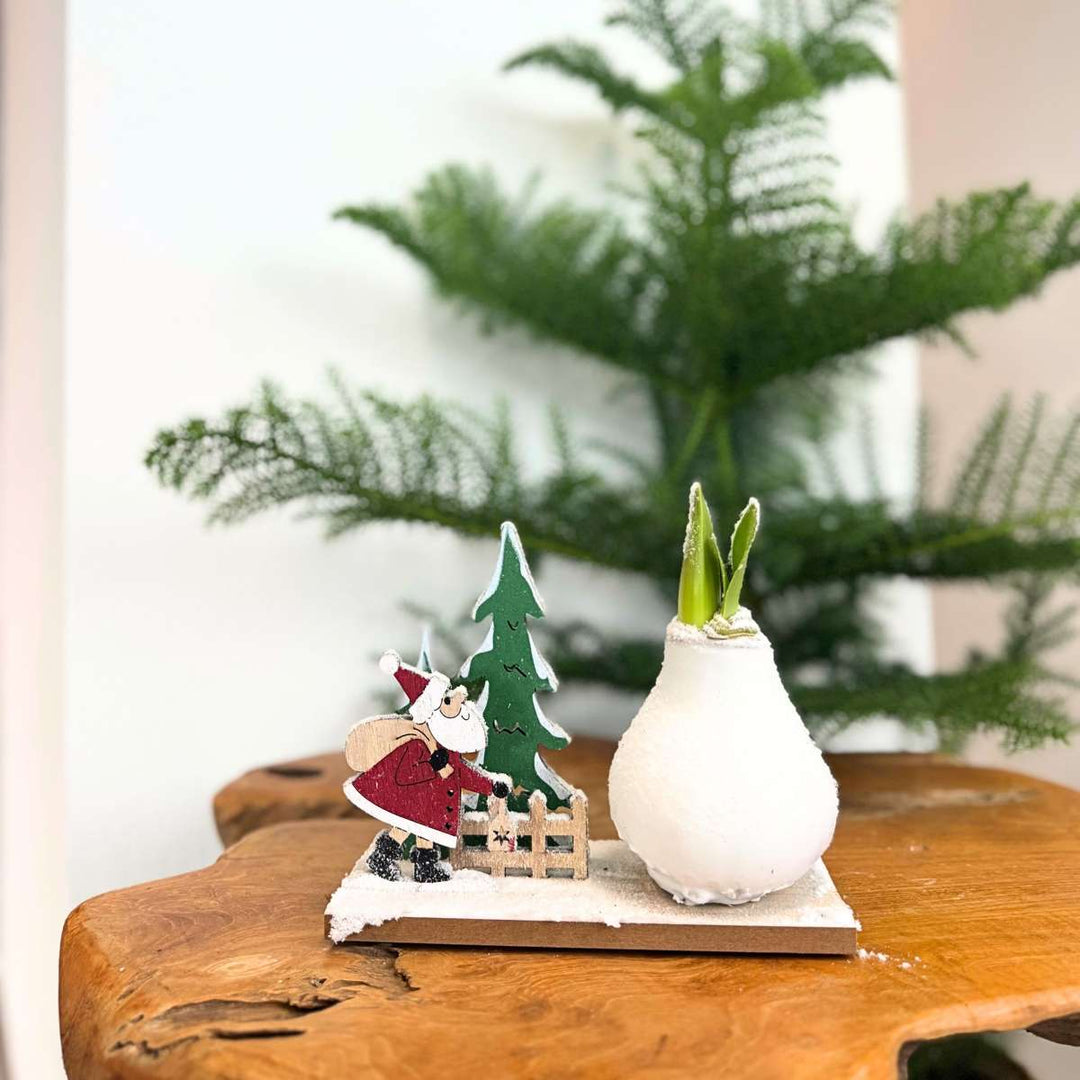 Hippeastrum 'Winter Wonderland Santa' - Amaryllis