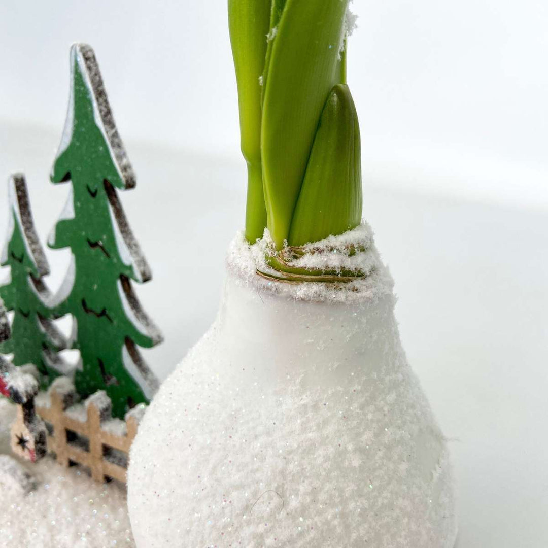 Hippeastrum 'Winter Wonderland Santa' - Amaryllis