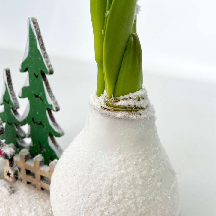 Hippeastrum 'Winter Wonderland Santa' - Amaryllis