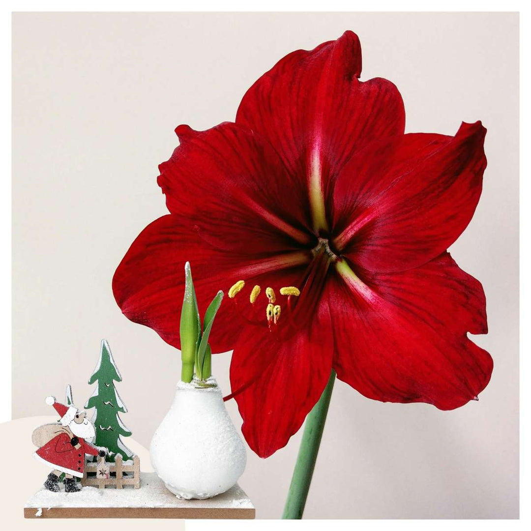 Hippeastrum 'Winter Wonderland Santa' - Amaryllis