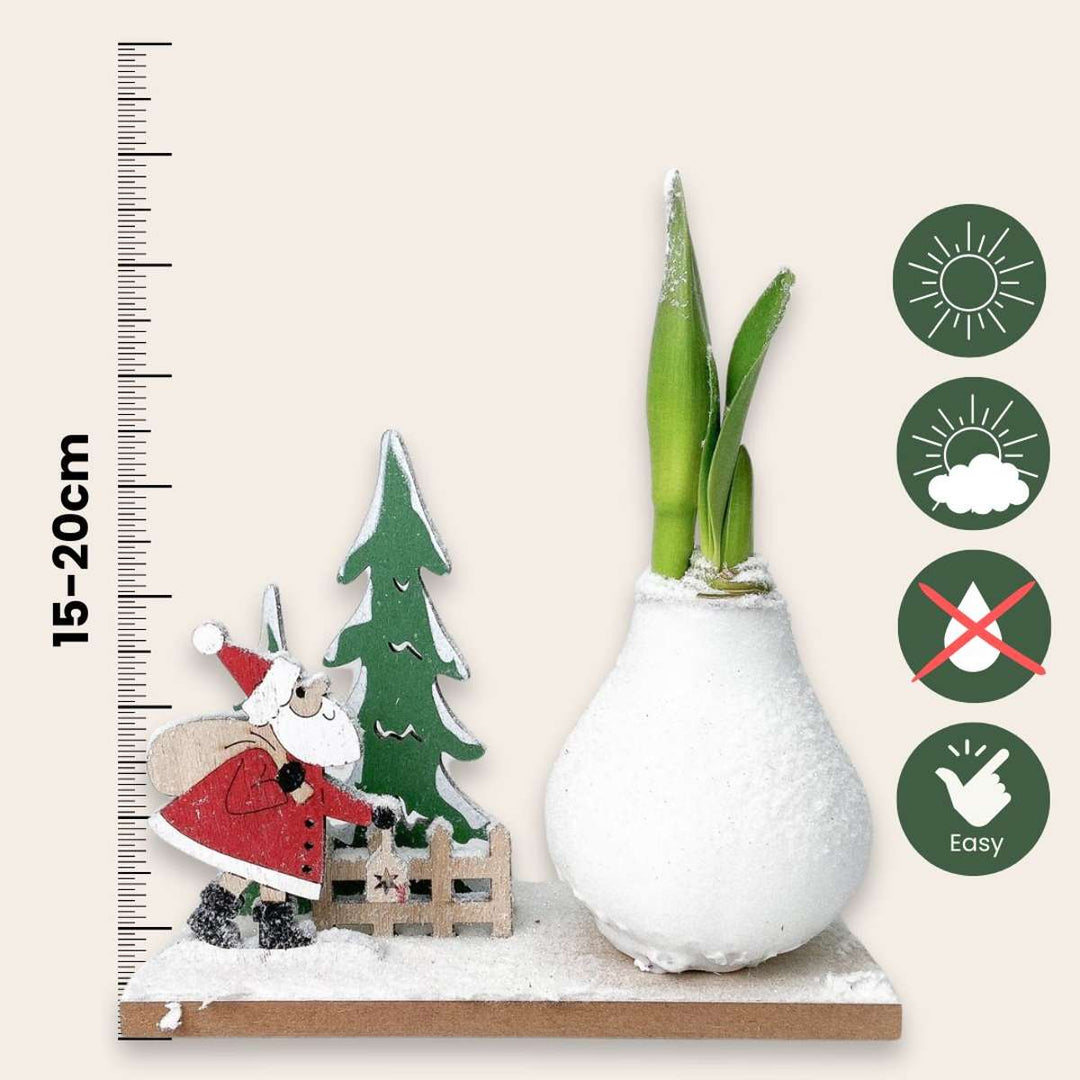 Hippeastrum 'Winter Wonderland Santa' - Amaryllis