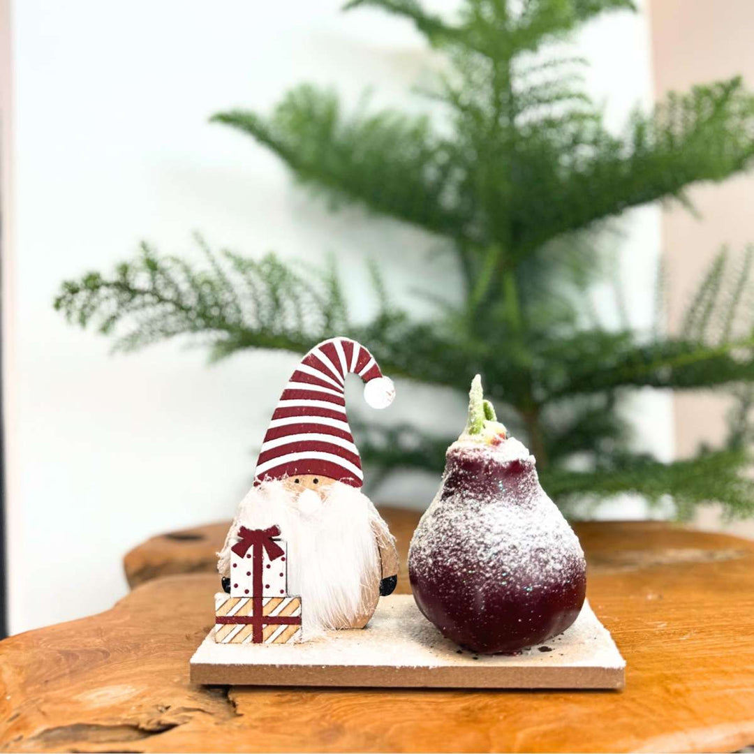 Hippeastrum ' Winter Wonderland Gnoom' - Amaryllis