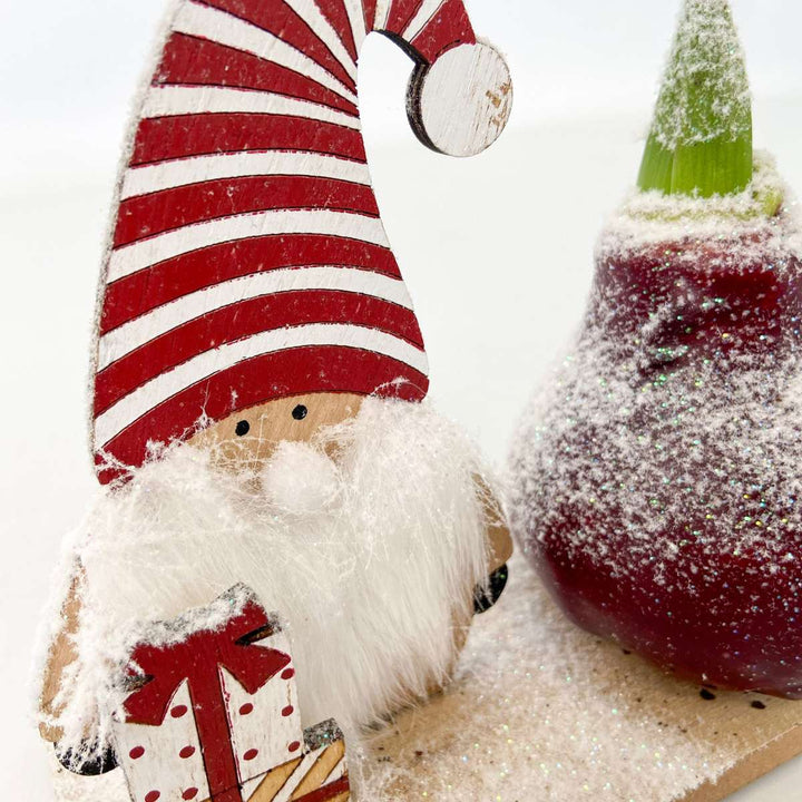 Hippeastrum ' Winter Wonderland Gnoom' - Amaryllis