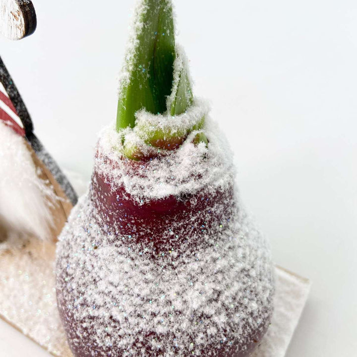 Hippeastrum ' Winter Wonderland Gnoom' - Amaryllis