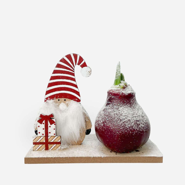 Hippeastrum ' Winter Wonderland Gnoom' - Amaryllis