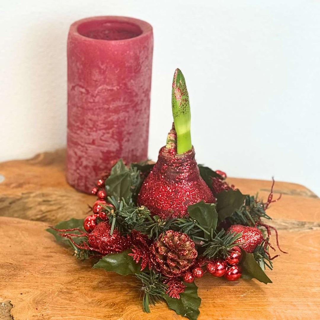 Hippeastrum 'Kerstkrans' - Amaryllis  - Mix van 3