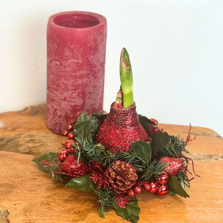 Hippeastrum 'Kerstkrans' - Amaryllis  - Mix van 3