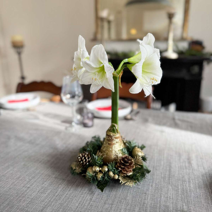 Hippeastrum 'Kerstkrans'  - Goud - Amaryllis