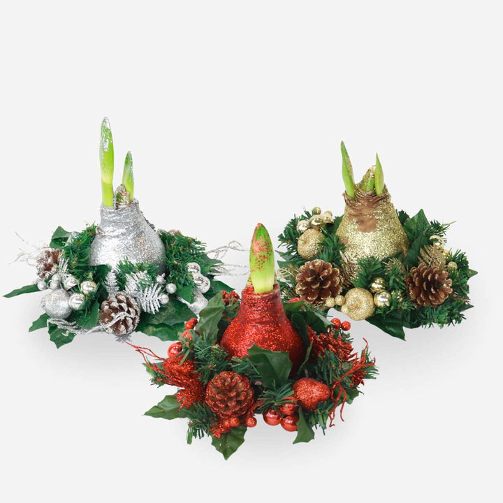 Hippeastrum 'Kerstkrans' - Amaryllis  - Mix van 3