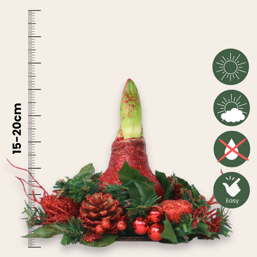 Hippeastrum 'Kerstkrans' - Amaryllis  - Mix van 3