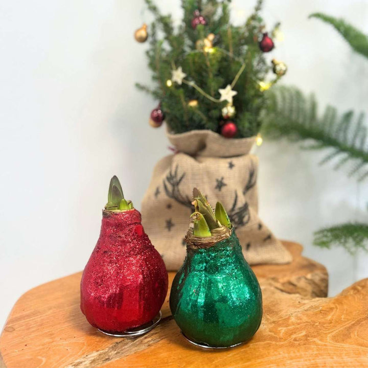 Hippeastrum 'Glitter Duo' - rdeča in zelena - Amaryllis