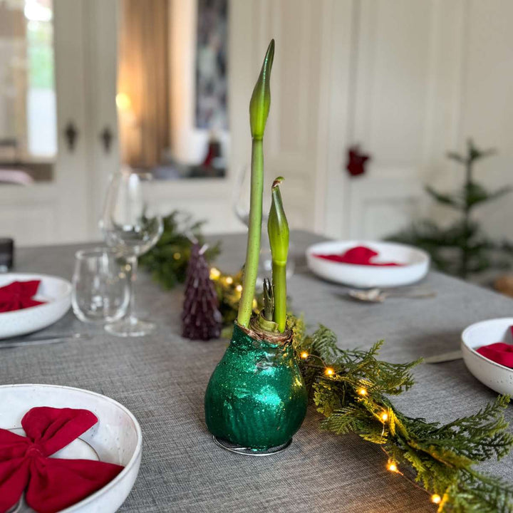 Hippeastrum 'Glitter Duo' - rdeča in zelena - Amaryllis