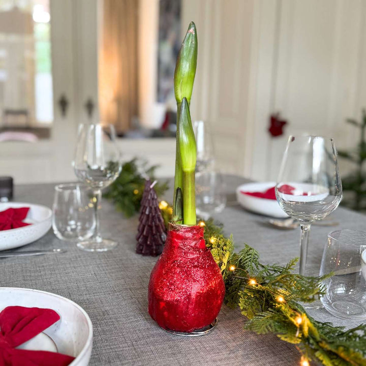 Hippeastrum 'Glitter Duo' - rdeča in zelena - Amaryllis