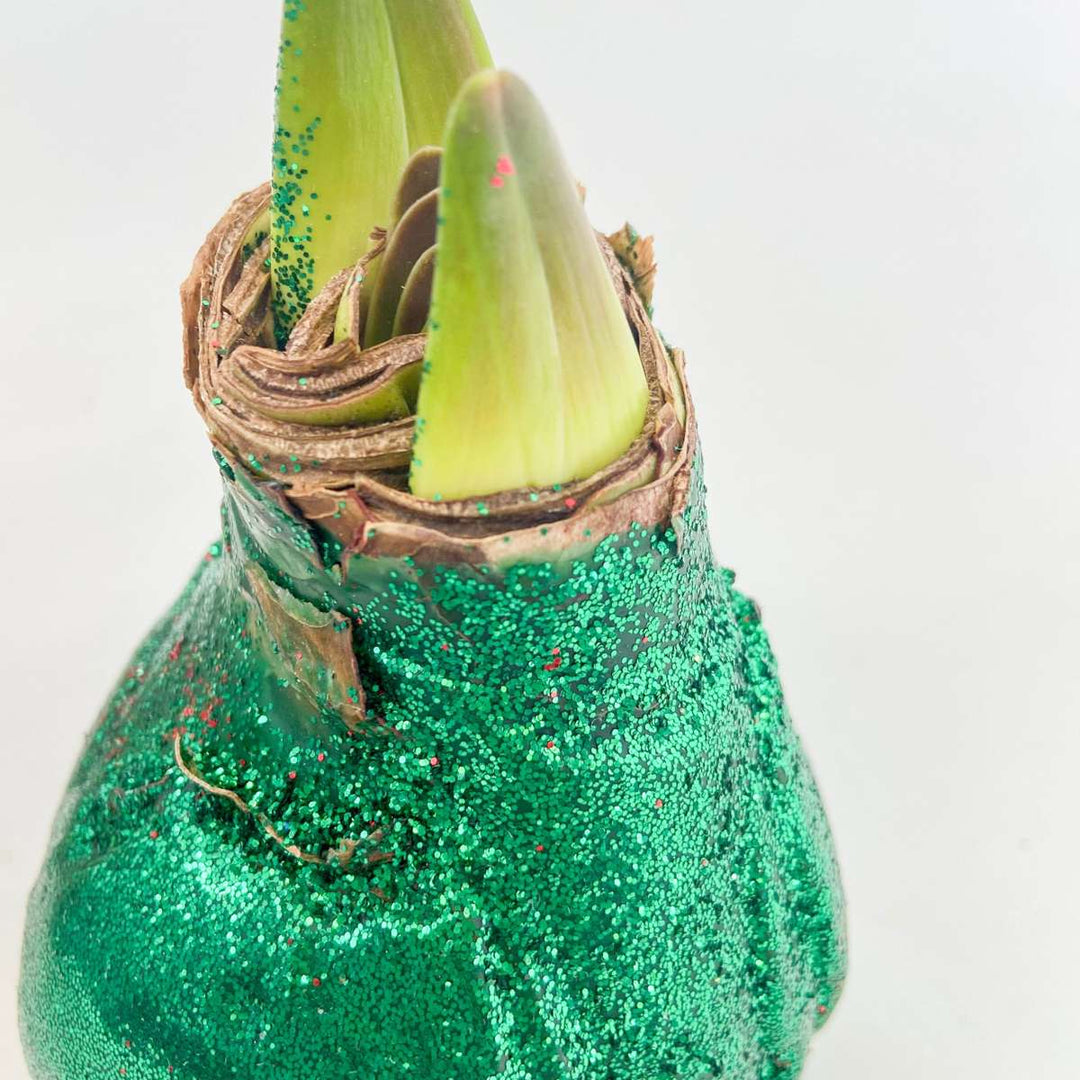 Hippeastrum 'Glitter Duo' - rdeča in zelena - Amaryllis