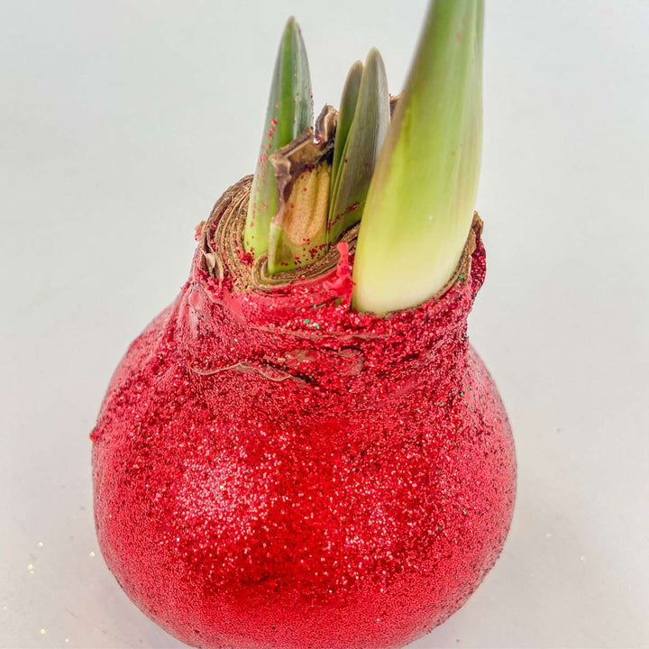 Hippeastrum 'Glitter Duo' - rdeča in zelena - Amaryllis