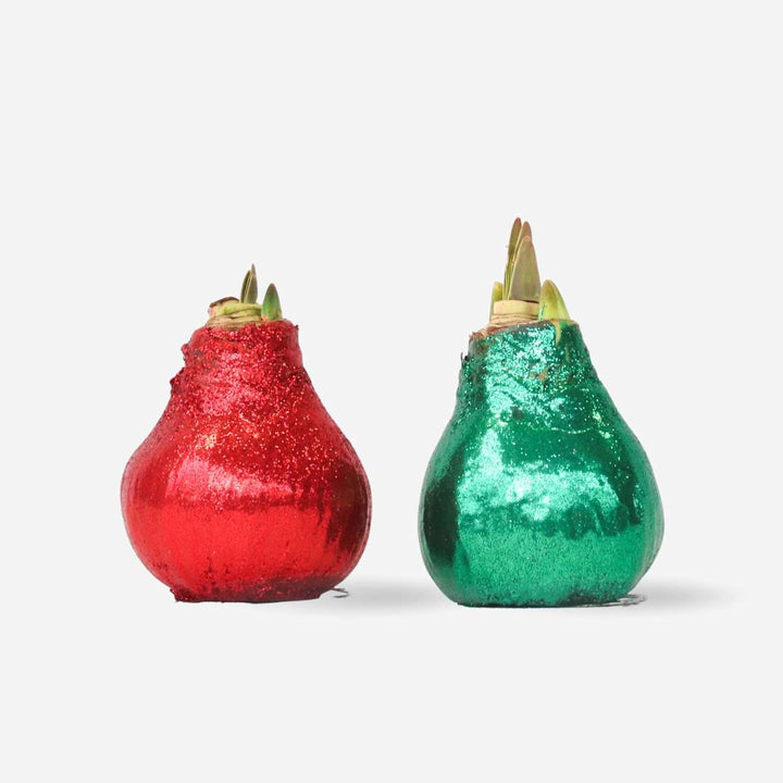 Hippeastrum 'Glitter Duo' - rdeča in zelena - Amaryllis