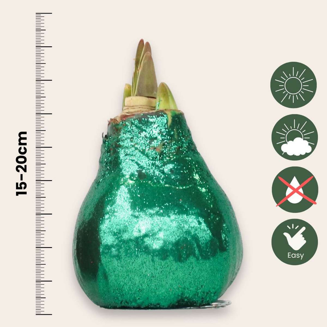 Hippeastrum 'Glitter Duo' - rdeča in zelena - Amaryllis