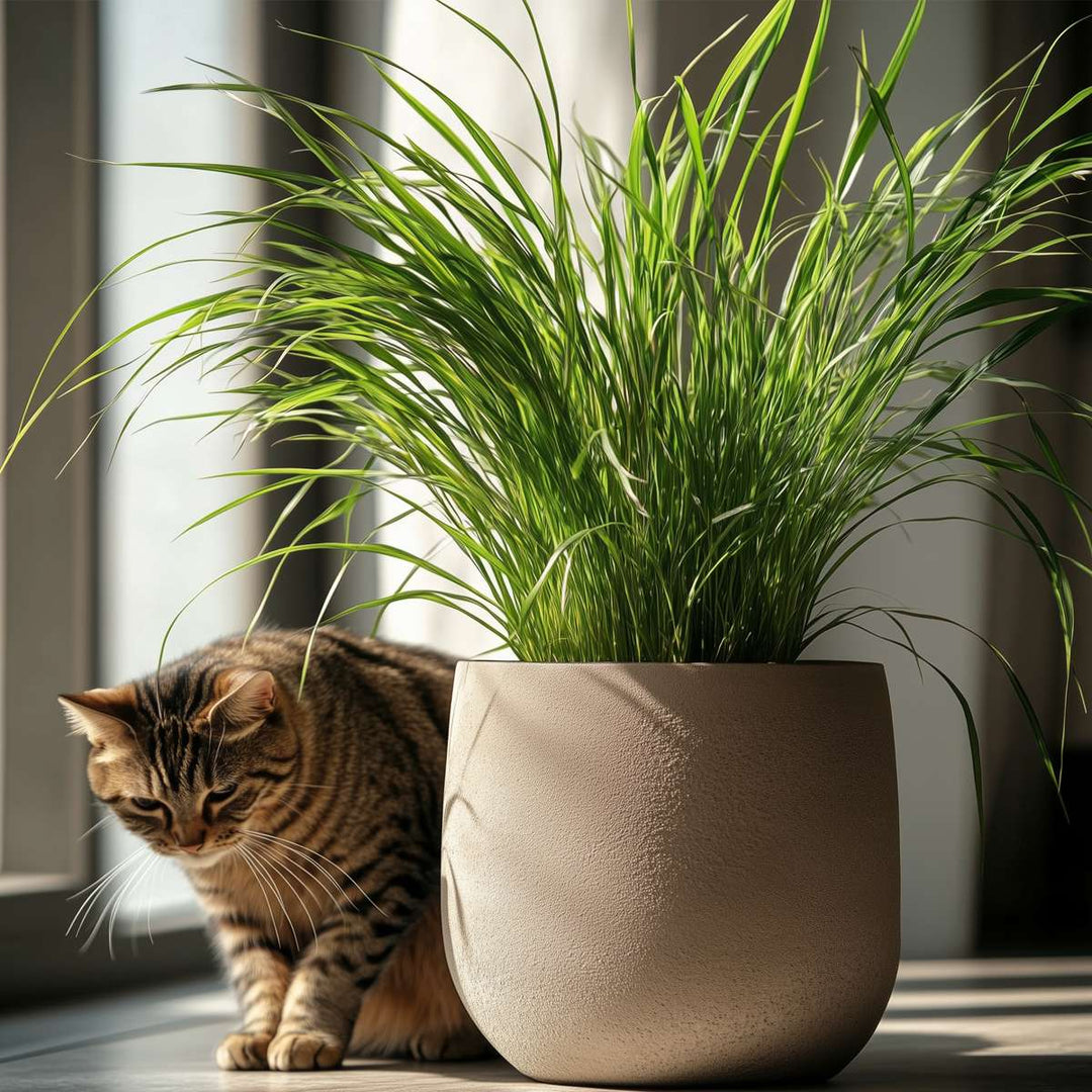 Cyperus - Set van 4 - Kattengras